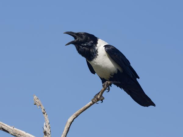 <h3><a href="/trips/safari/biota/animalia/chordata/aves/040 passeriformes/054 corvidae/corvus albus/corvus albus-en.html">Corvus&nbsp;albus</a> / Pied&nbsp;crow / Schildraaf</h3>OM-1 Mark II with OLYMPUS M.150-400mm F4.5, 1/2000 sec at F4.5, ISO 250, distance 10.0&nbsp;m